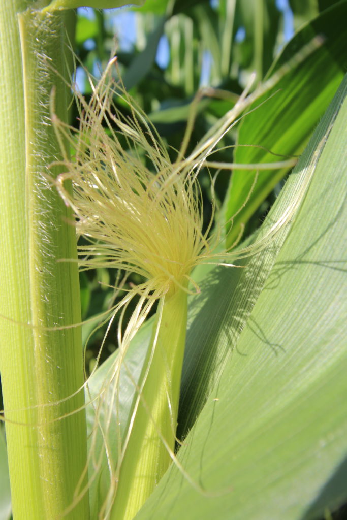 Learn How Heat and Drought Affect Pollination - PowerAG