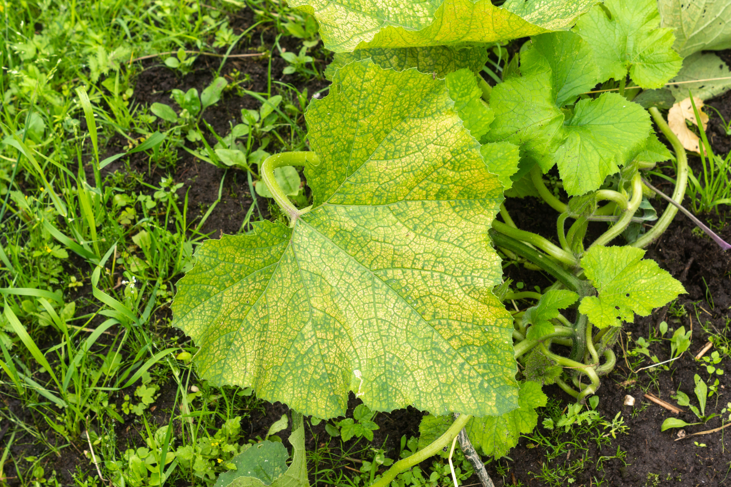 Boron Deficiency in Cucurbits