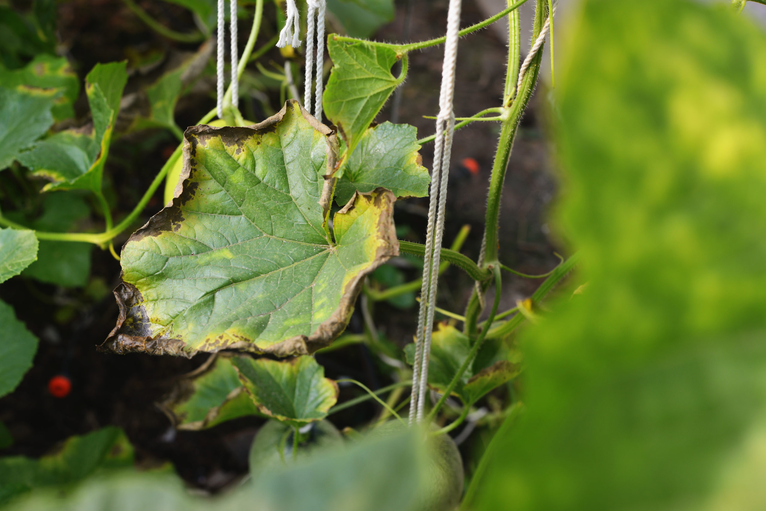 Calcium Deficiency in Cucurbits