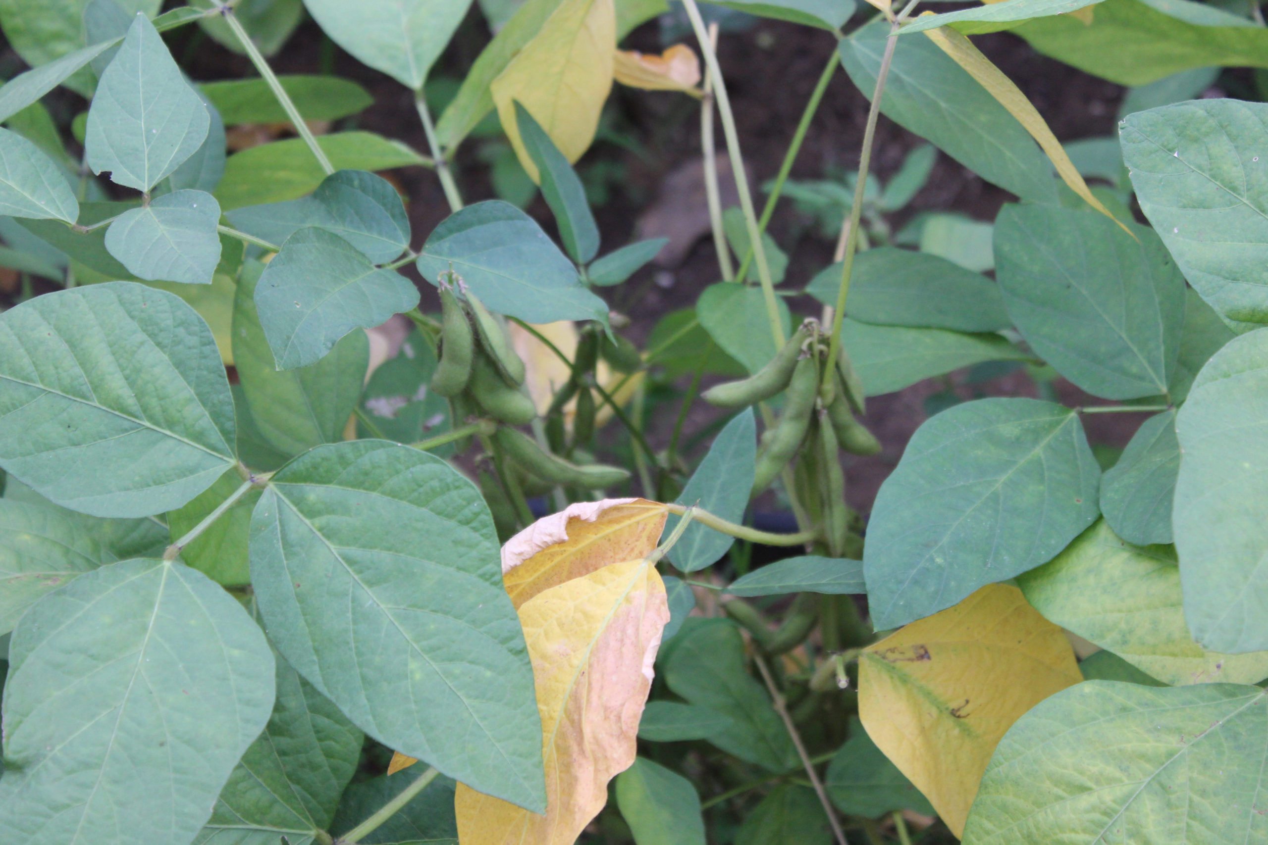 Molybdenum Deficiency in Soybeans