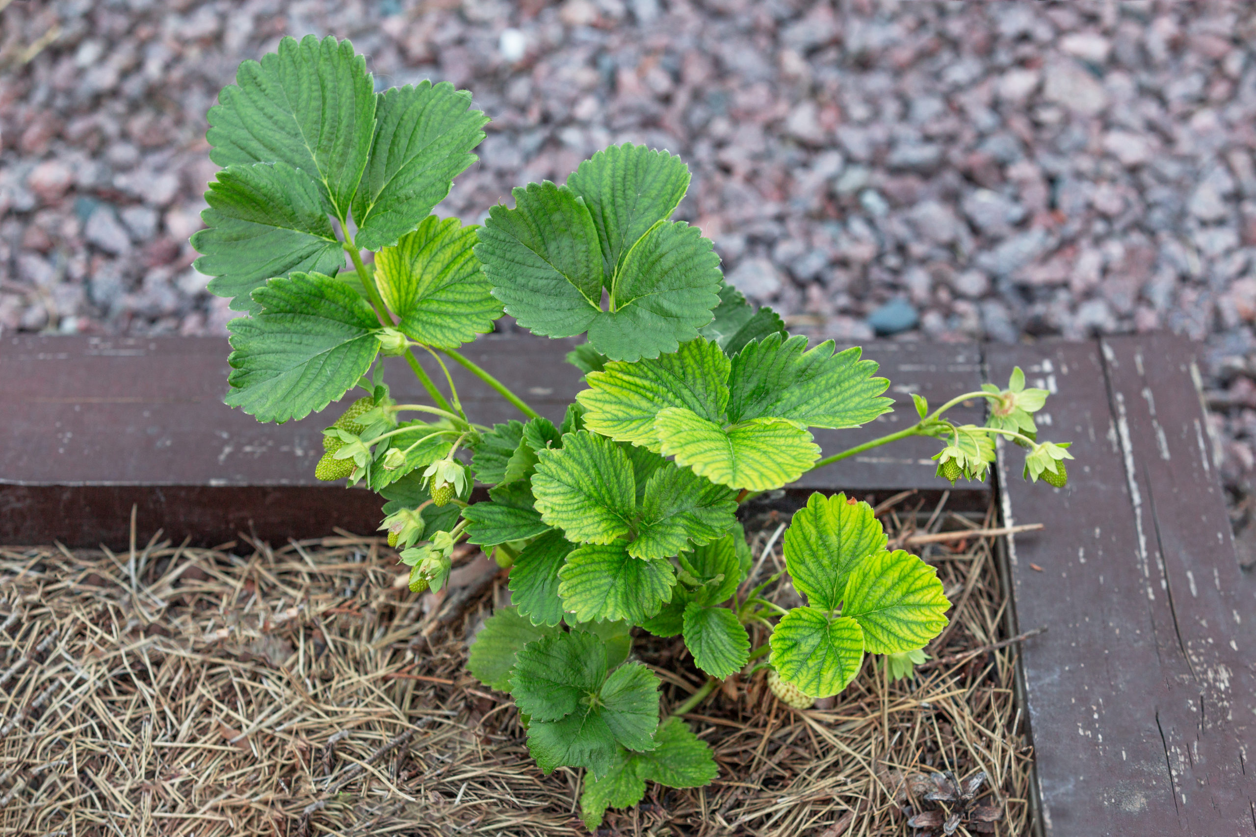 Zinc Deficiency in Berry Crops. 