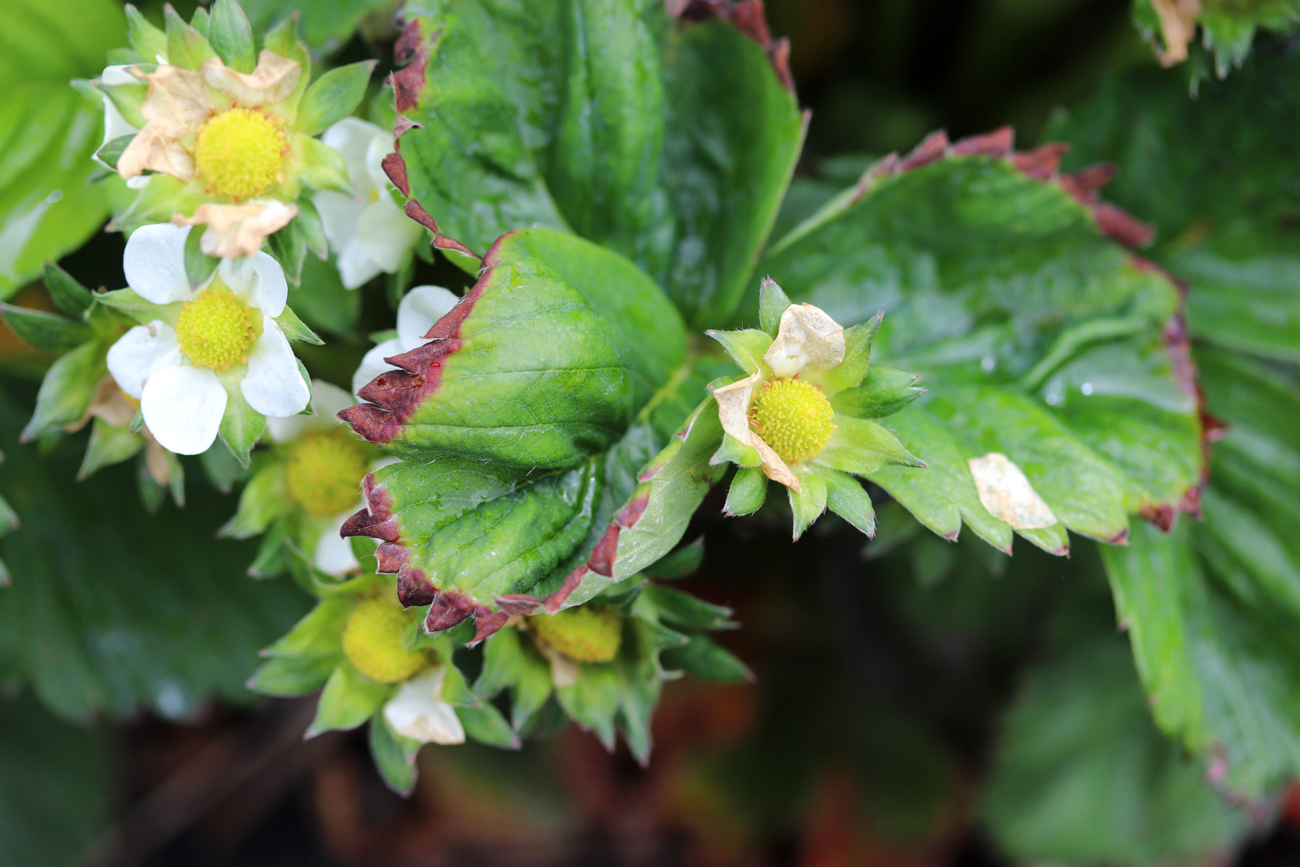 Calcium Deficiency in Berries