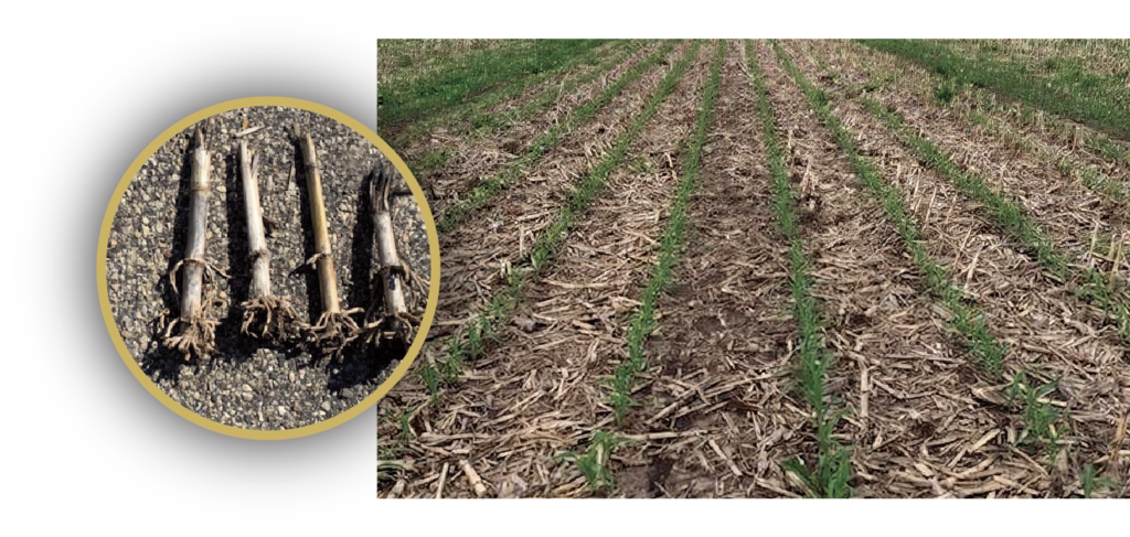 Crop residue treated with Shred-It