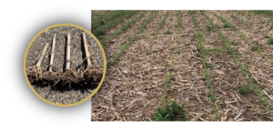 Crop residue left untreated
