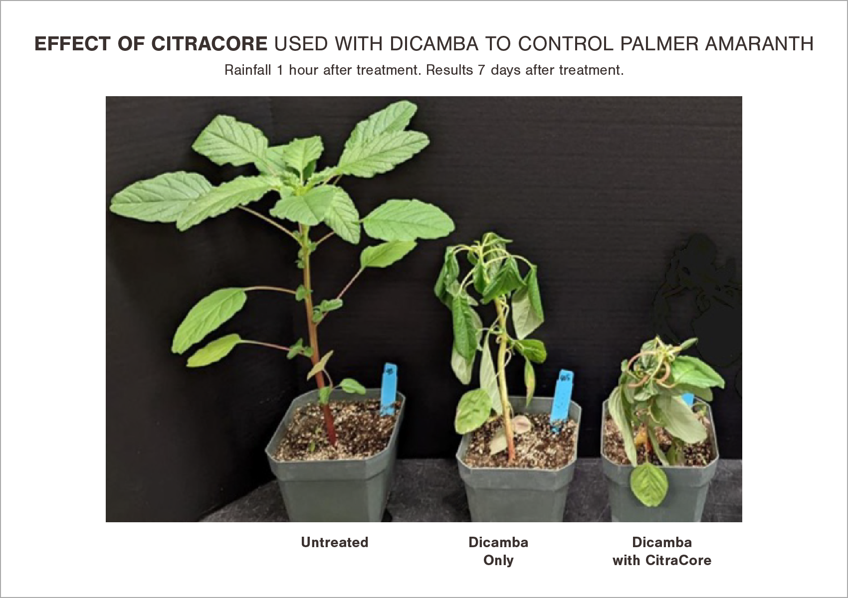 Tests showing the results of using CitraCore with systemic herbicides.