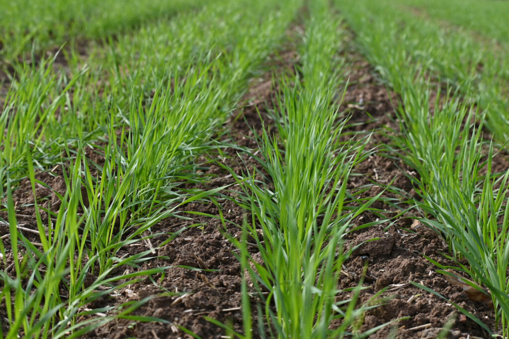 Fall Wheat Fall Wheat Management for Higher Yields - PowerAG