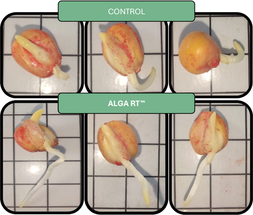 Image from lab test showing AlgaRT's ability to help promote faster germination and early growth of corn.